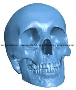 Human skull head B002972 file stl free download 3D Model for CNC and 3d printer