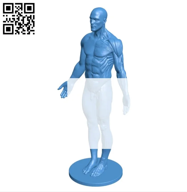 Mr Anatomy B004592 file stl free download 3D Model for CNC and 3d printer