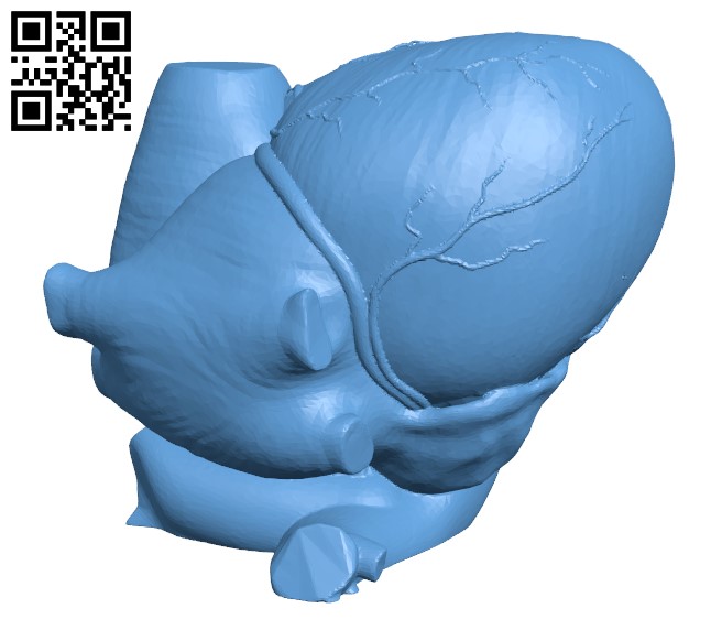 anatomical heart stencil download