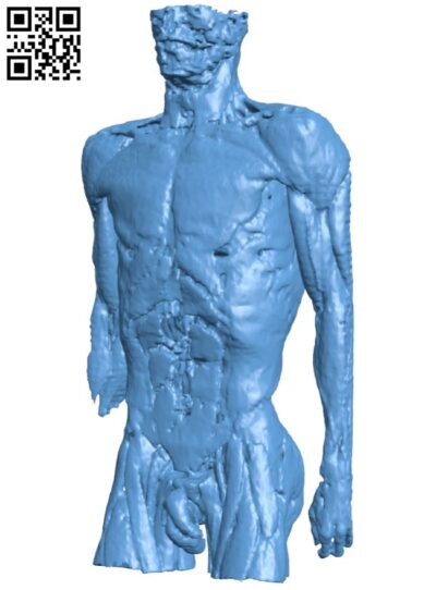 Muscles of the torso, neck and arms H008647 file stl free download 3D Model for CNC and 3d printer