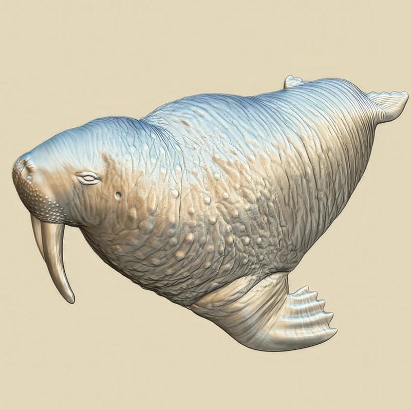 Walrus A007063 download free stl files 3d model for CNC wood